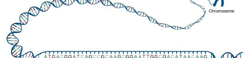 Genealogisch DNA voor Dummies